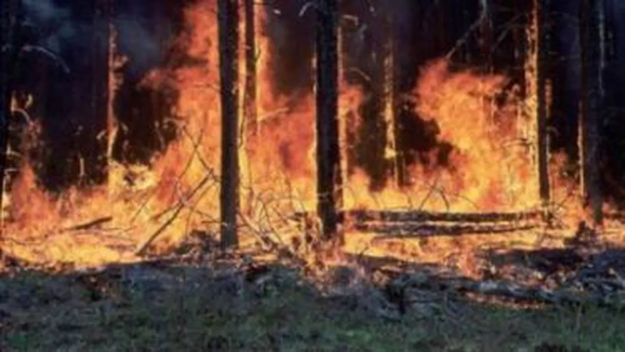 Incendiu de pădure în Munţii Gutâiului: Flăcările au mistuit 3,5 hectare de păşune alpină