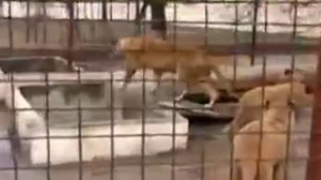 Galați: Doi dintre cei patru lei ai lui Nuțu Cămătaru au ajuns la Parcul Zoologic de la Gârboavele