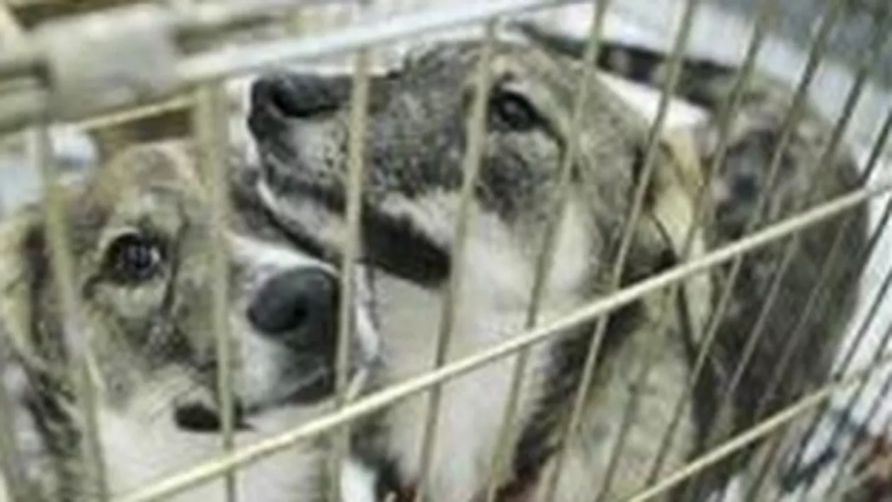 Ajutor de câte 20 de kg de mâncare pentru animale pentru fiecare cetățean care adoptă câini din adăposturile Primăriei Capitalei
