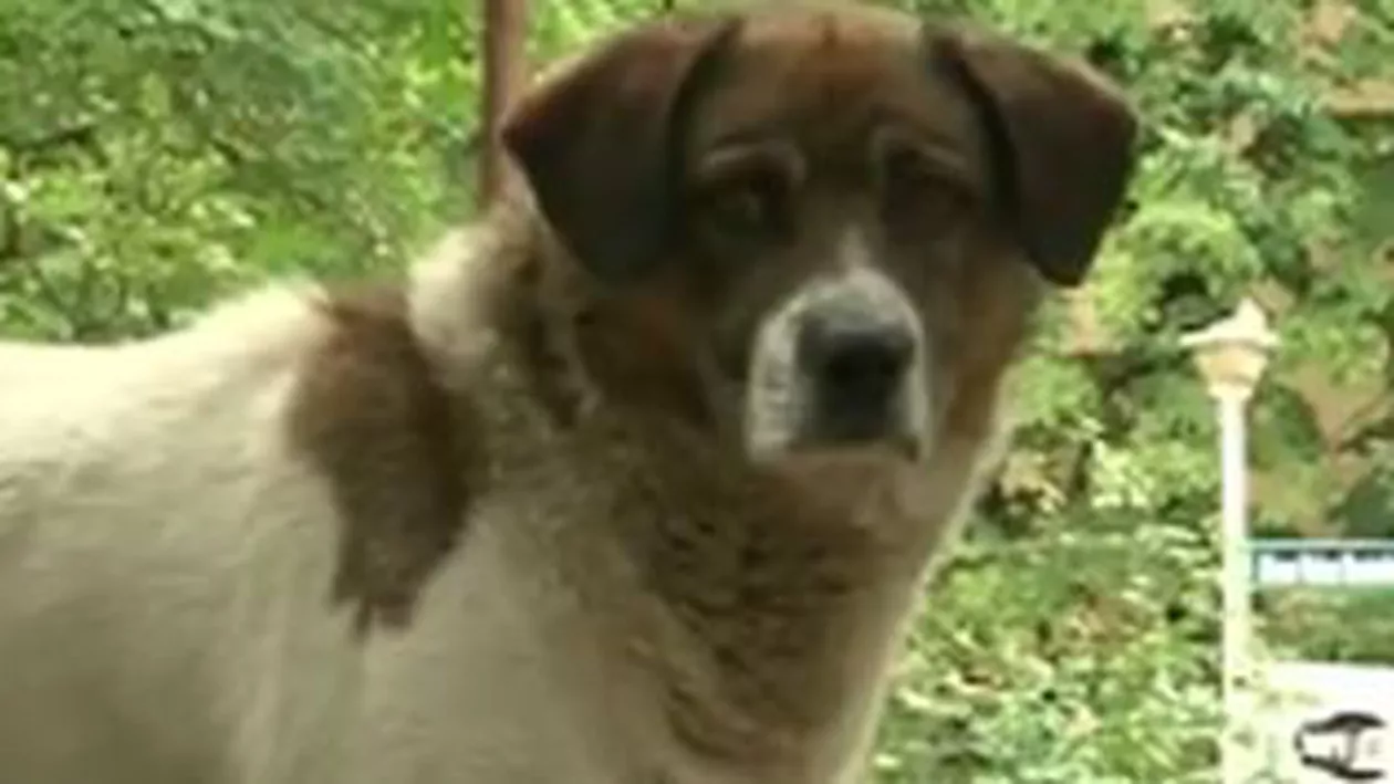 O femeie din Iași a fost despăgubită după ce a fost mușcată de un câine maidanez (VIDEO)