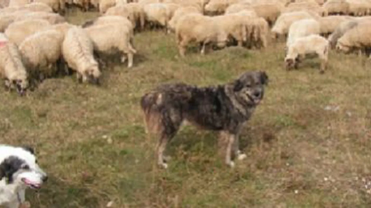 Vaslui: Bărbat internat în stare gravă, după ce a fost atacat de câinii unui cioban