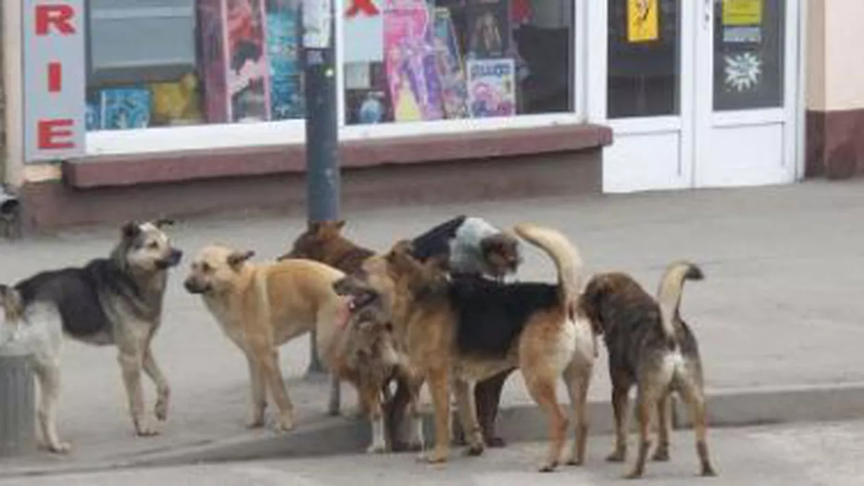 Maidanezii din jurul blocurilor scapă de eutanasiere, potrivit unei ordonanțe de urgență