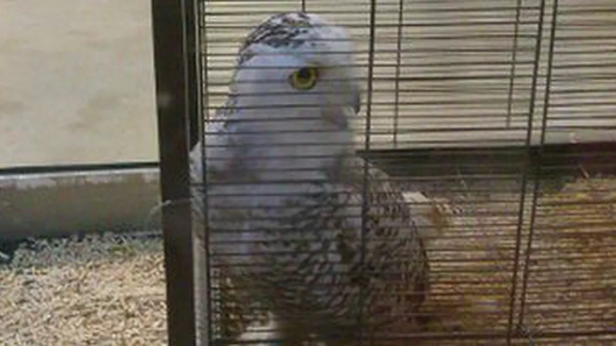 O bufniţă polară, salvată dintr-un pet shop din Capitală şi dusă la Grădina Zoologică