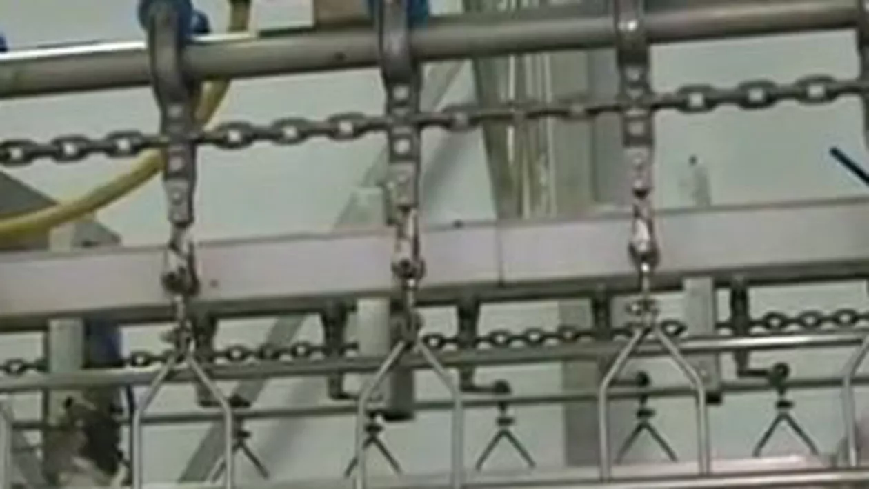 Imagini în exclusivitate de la abatorul de unde a plecat carnea de pui cu șoareci vii și excremente (VIDEO)