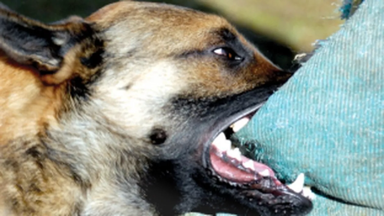 Dâmbovița: O femeie de 43 de ani, la spital după ce a fost mușcată de mai mulți câini pe un câmp