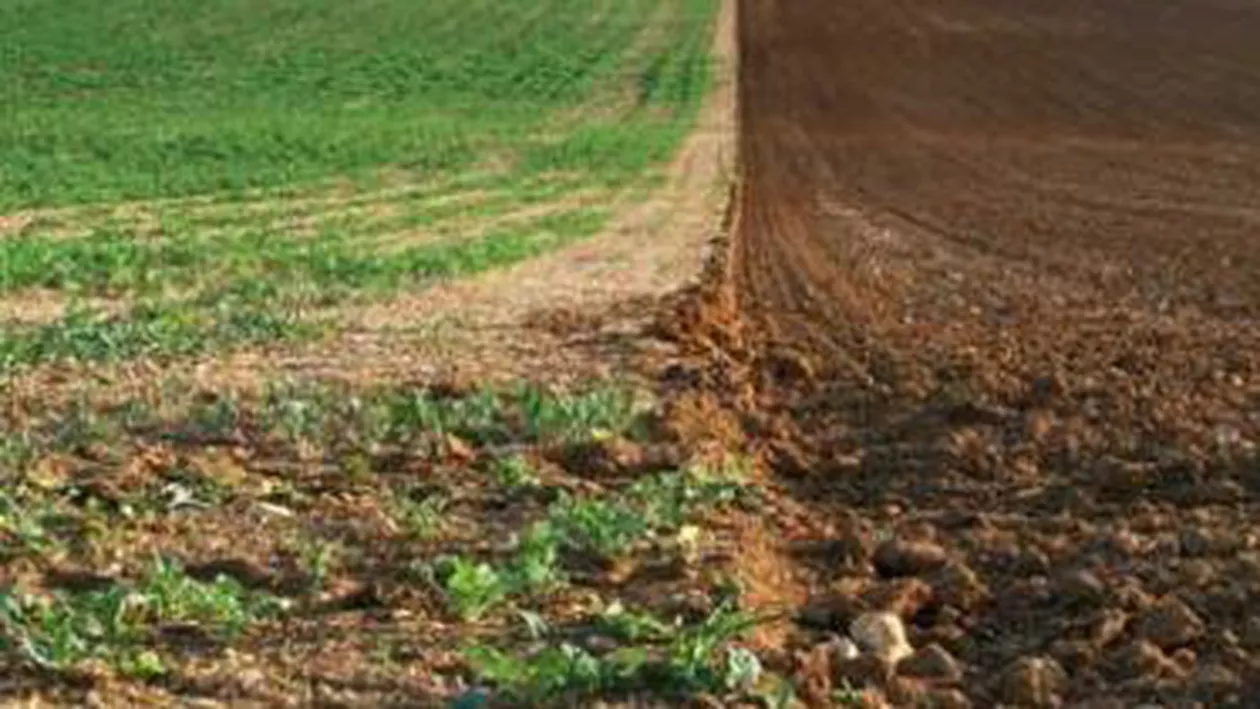 Proiect de ordonanță: Statul va avea prioritate la cumpărarea terenurilor agricole (VIDEO)