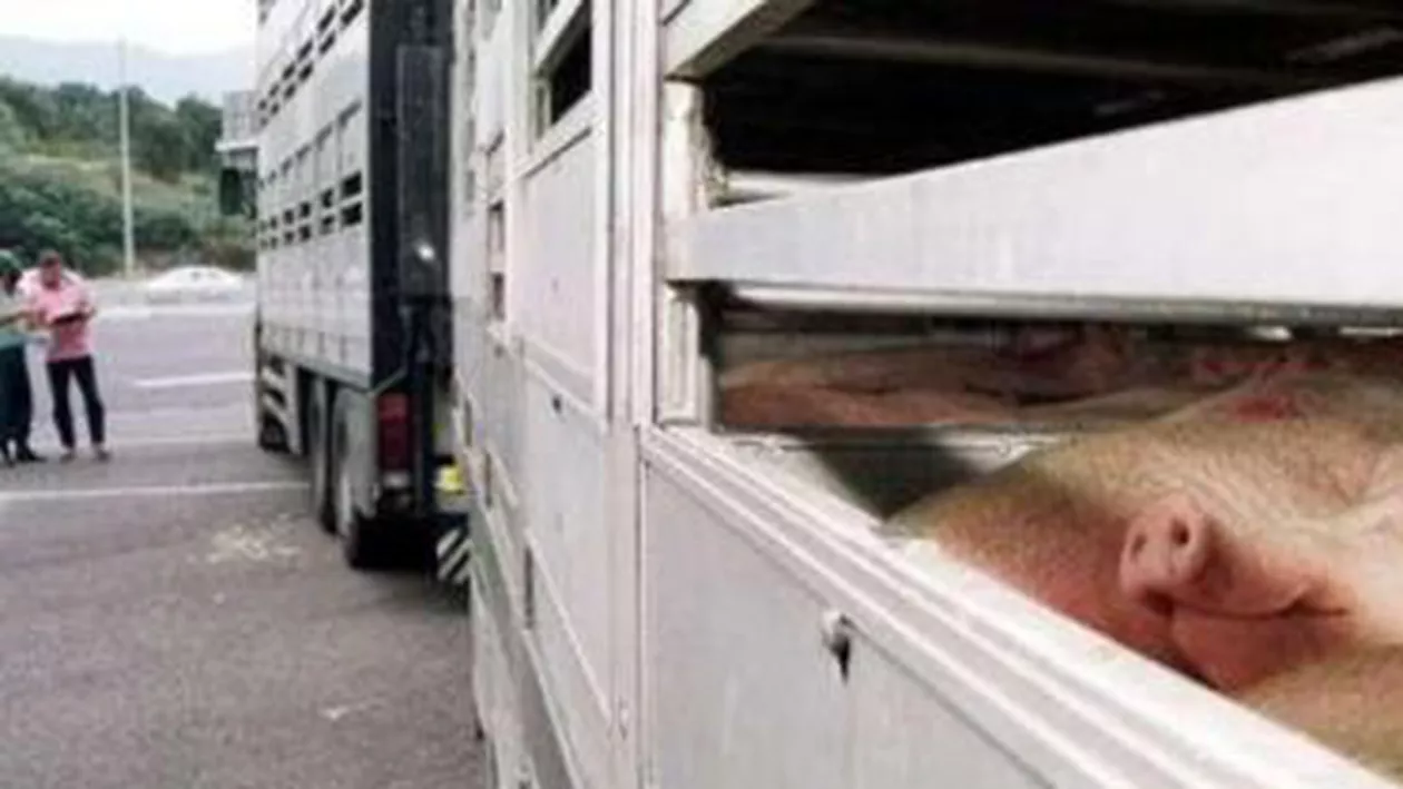 Arad: Patru camionete care transportau o sută de porci, oprite după ce au trecut granița din Ungaria în România