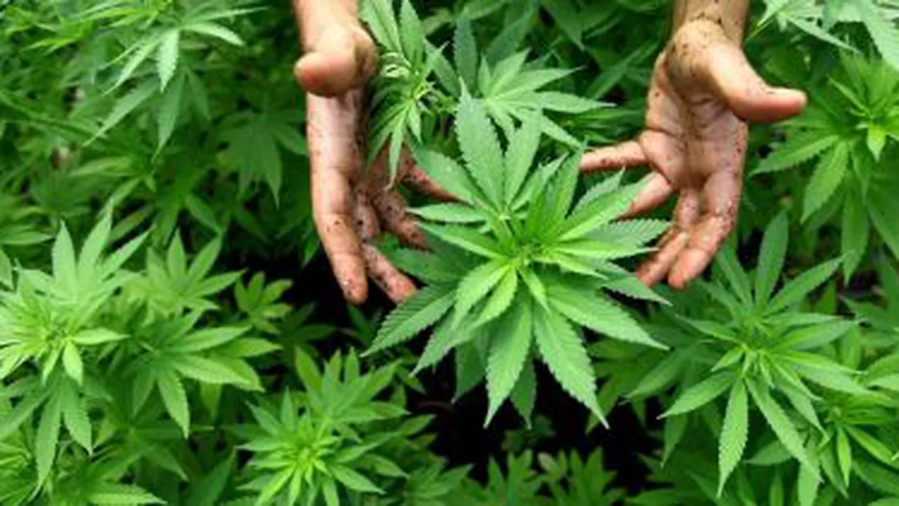 Prahova: Peste 1.000 de ghivece cu plante de cannabis, găsite în locuința unei femei