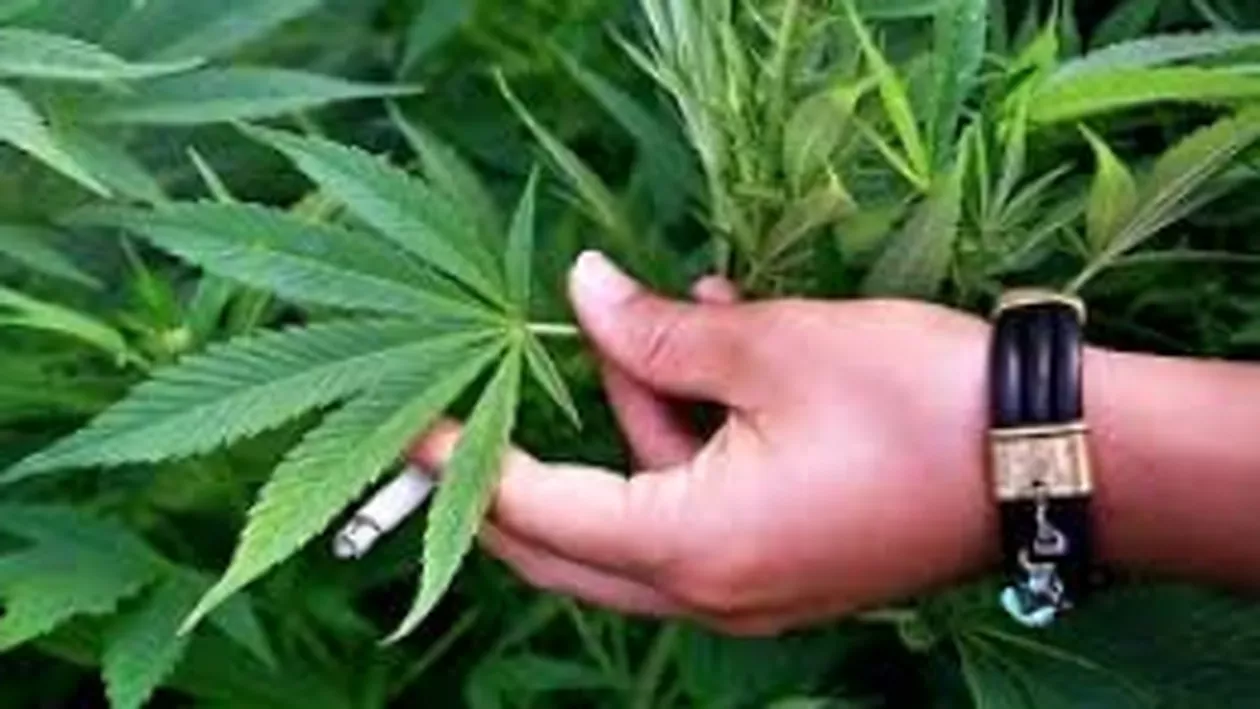 Arad: Şapte persoane, condamnate la închisoare după ce au cultivat canabis într-o fostă fermă