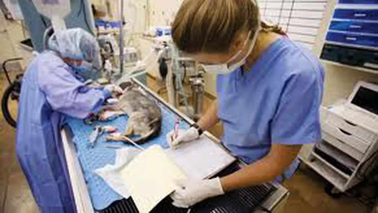 ASPA: Costurile capturării şi sterilizării maidanezilor, peste 900.000 de lei în două luni