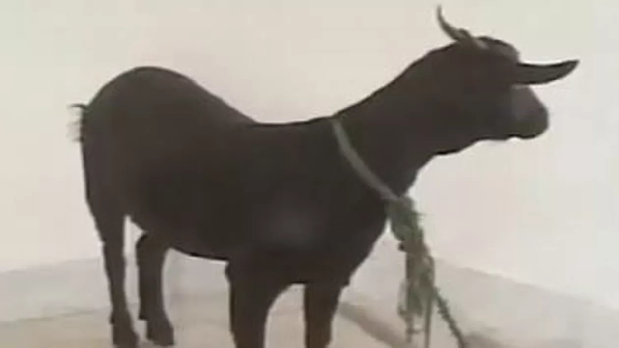 Kenya: Un bărbat care a violat o capră a fost condamnat la 10 ani de închisoare. Animalul, adus ca martor la tribunal (VIDEO)