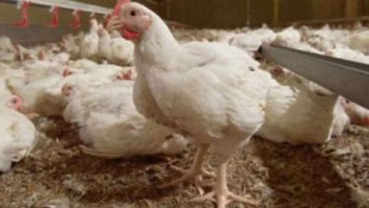 Portugalia: Virusul gripei aviare, identificat la păsările de la o crescătorie din sudul țării