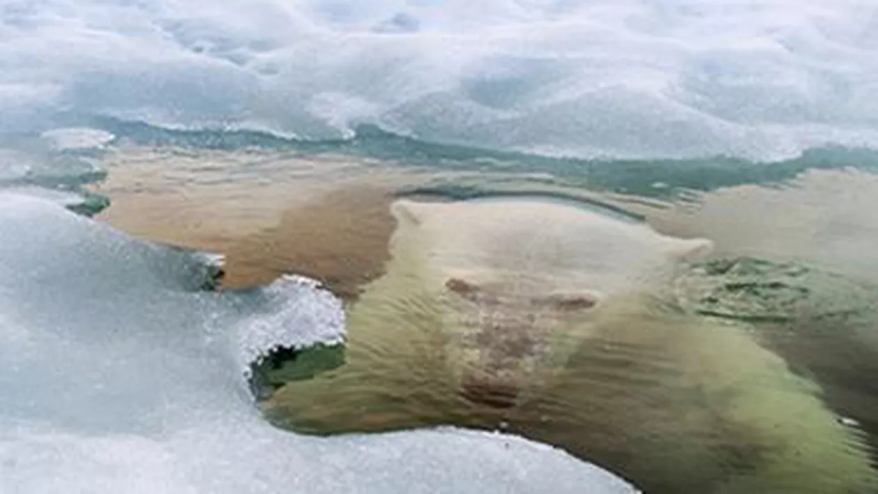 O imagine cu un urs polar, desemnată fotografia anului de National Geographic
