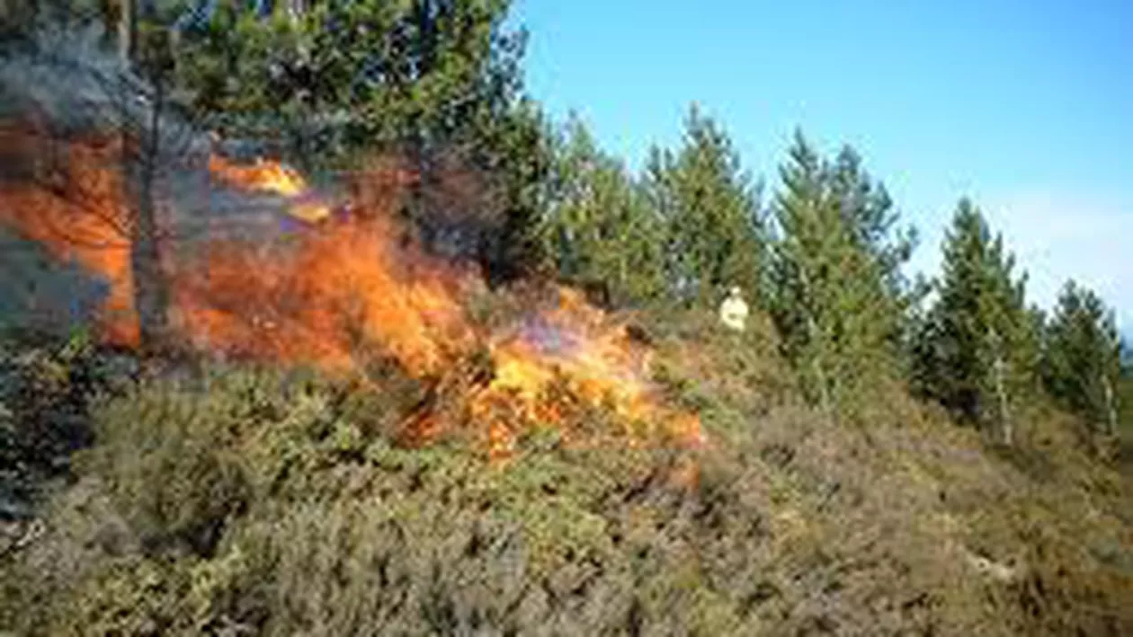 Incendiu într-o pădure din Bacău: Au ars şase hectare de litieră şi resturi de buşteni