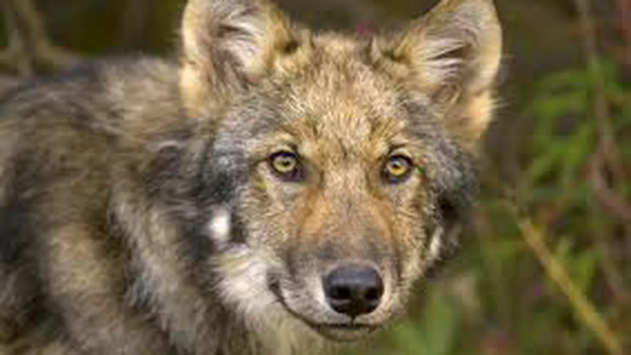 Argeș: Femeie la spital după ce a fost muşcată de un lup care a intrat în gospodăria sa