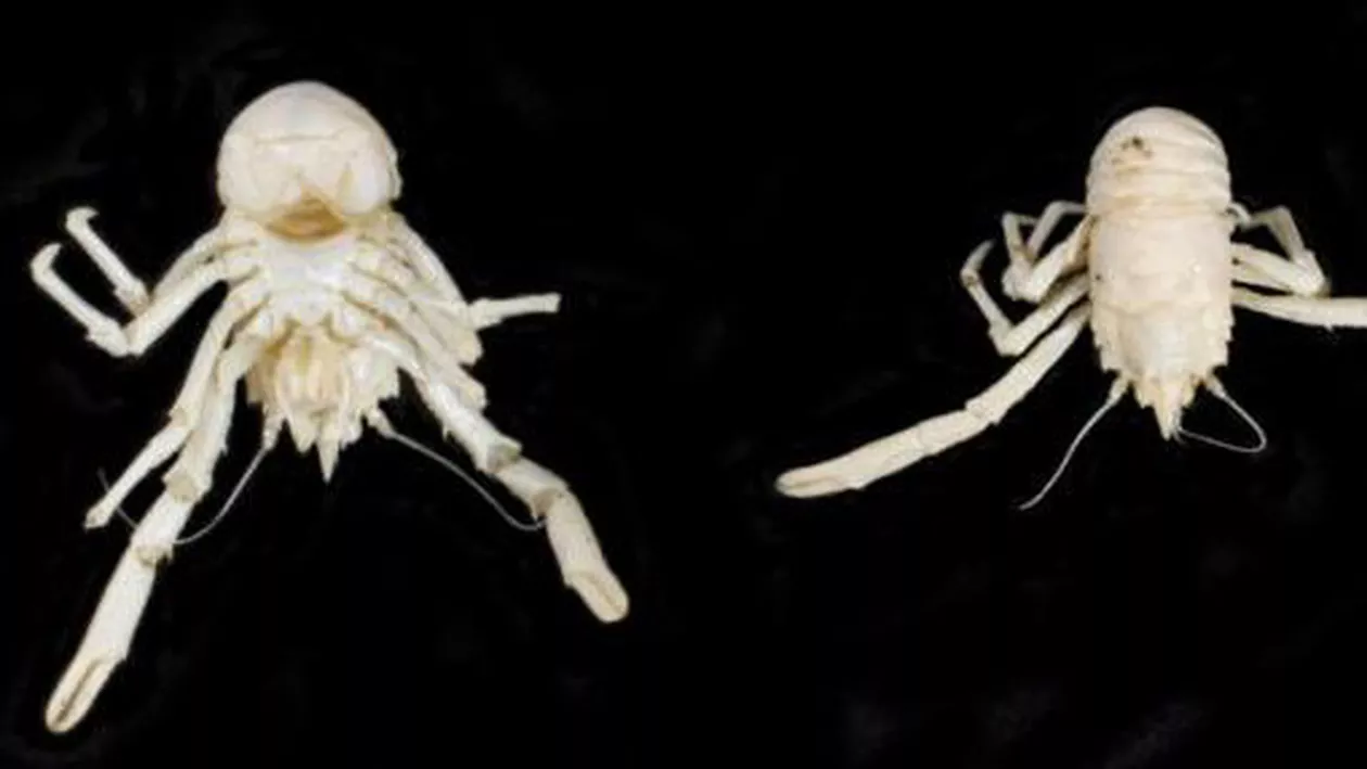 O nouă specie de homar a primit numele lui Nelson Mandela
