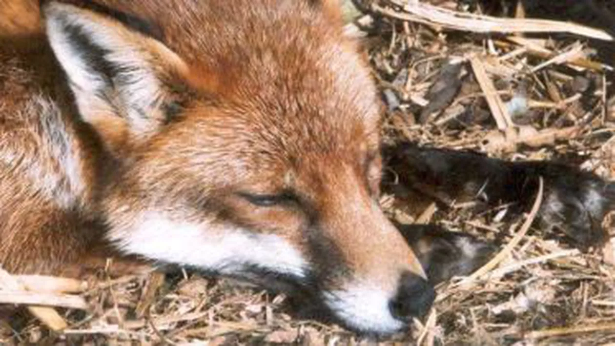 Al doilea focar de rabie, identificat în Argeș, după ce o femeie a fost mușcată de un lup turbat