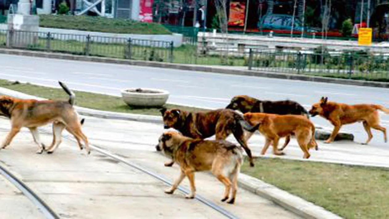 Timișoara: Tânără atacată de o haită de maidanezi, în fața Universității de Vest