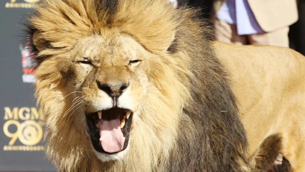 Leul Leo, mascota studiourilor MGM, şi-a lăsat amprentele în cimentul de la Hollywood