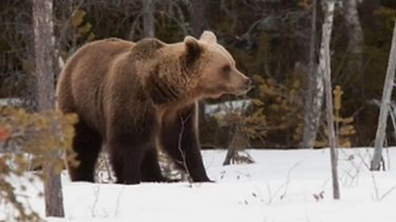 Dâmbovița: Ursul care a atacat un cabanier la Padina avea rabie