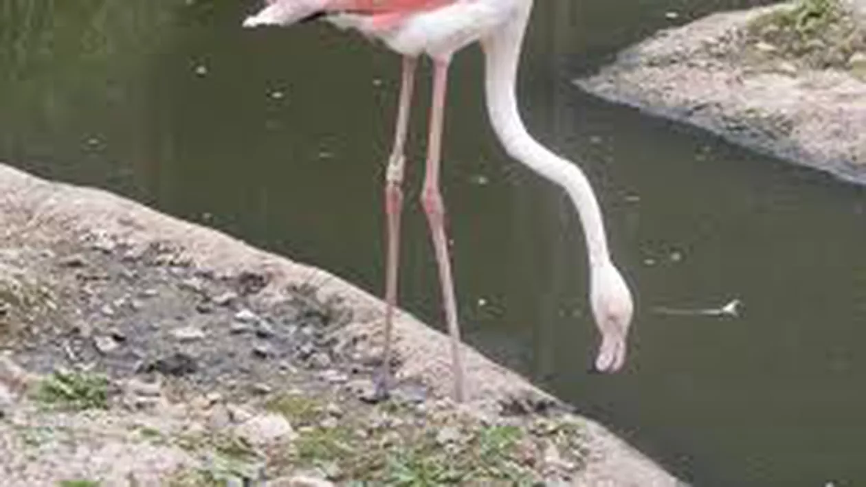 Cel mai bătrân flamingo roz din lume a murit, la vârsta de 83 de ani