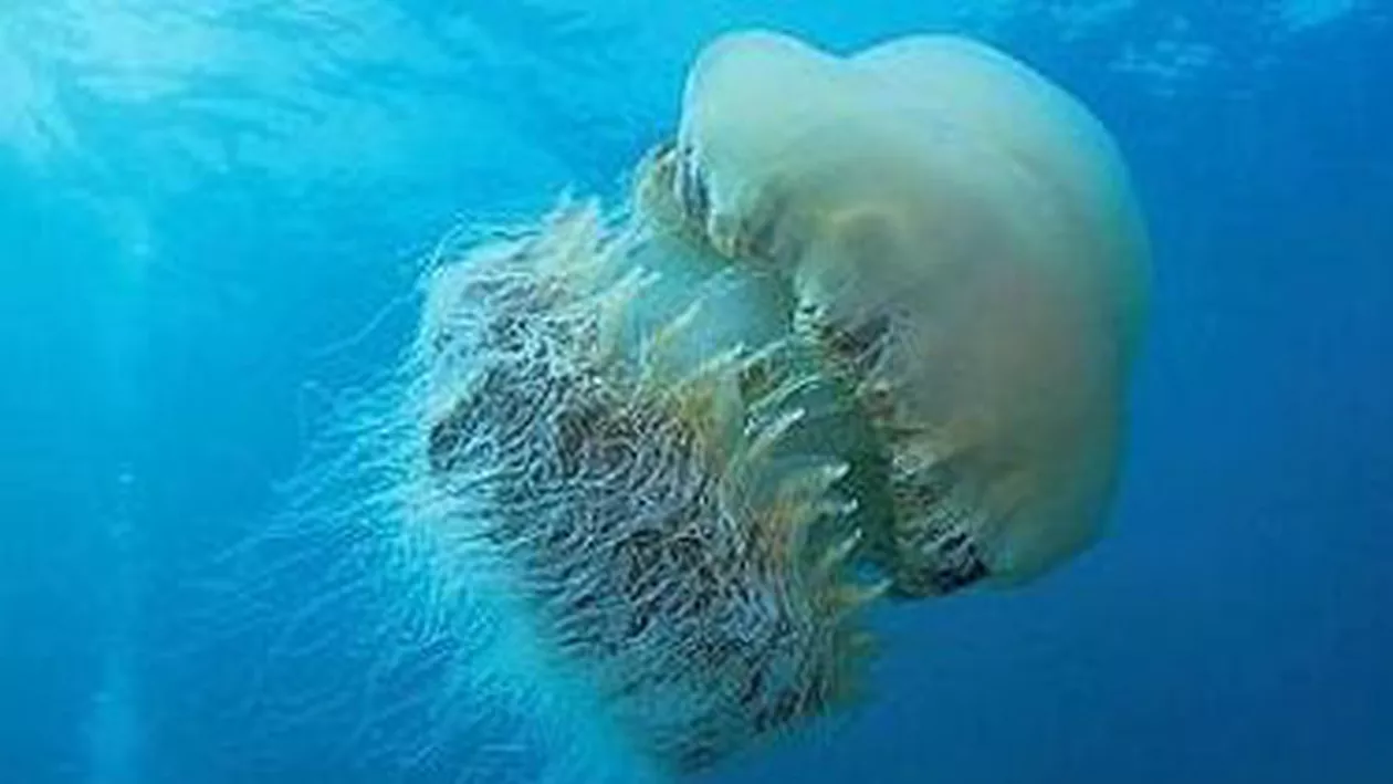 O meduză gigant a fost descoperită pe o plajă din Australia (FOTO)