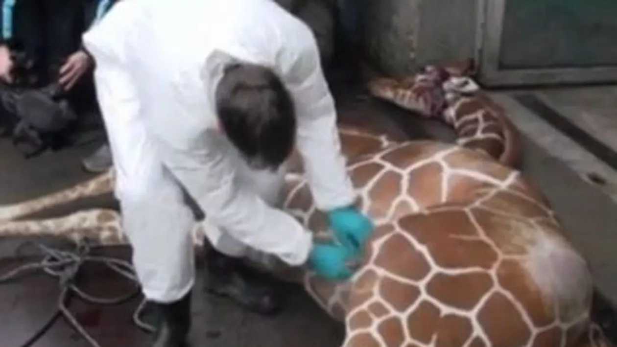 Spectacol grotesc la un ZOO din Copenhaga: Un pui de girafă, omorât și dat de mâncare leilor (VIDEO)