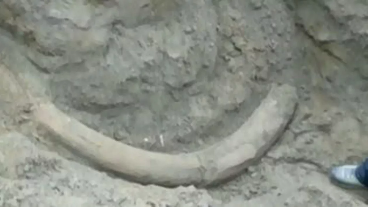 Cornul unui mamut datând din era glaciară a fost descoperit în orașul Seattle