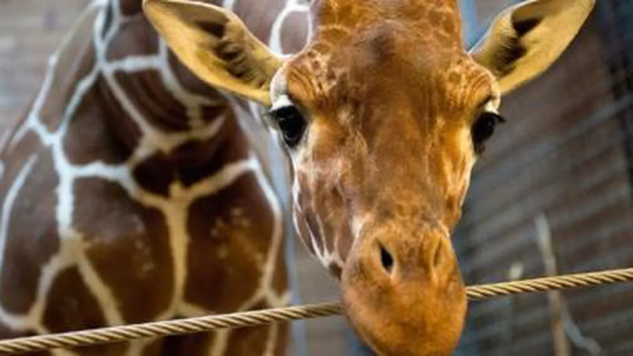 O altă girafă ar urma să fie omorâtă la o grădină zoologică din Danemarca