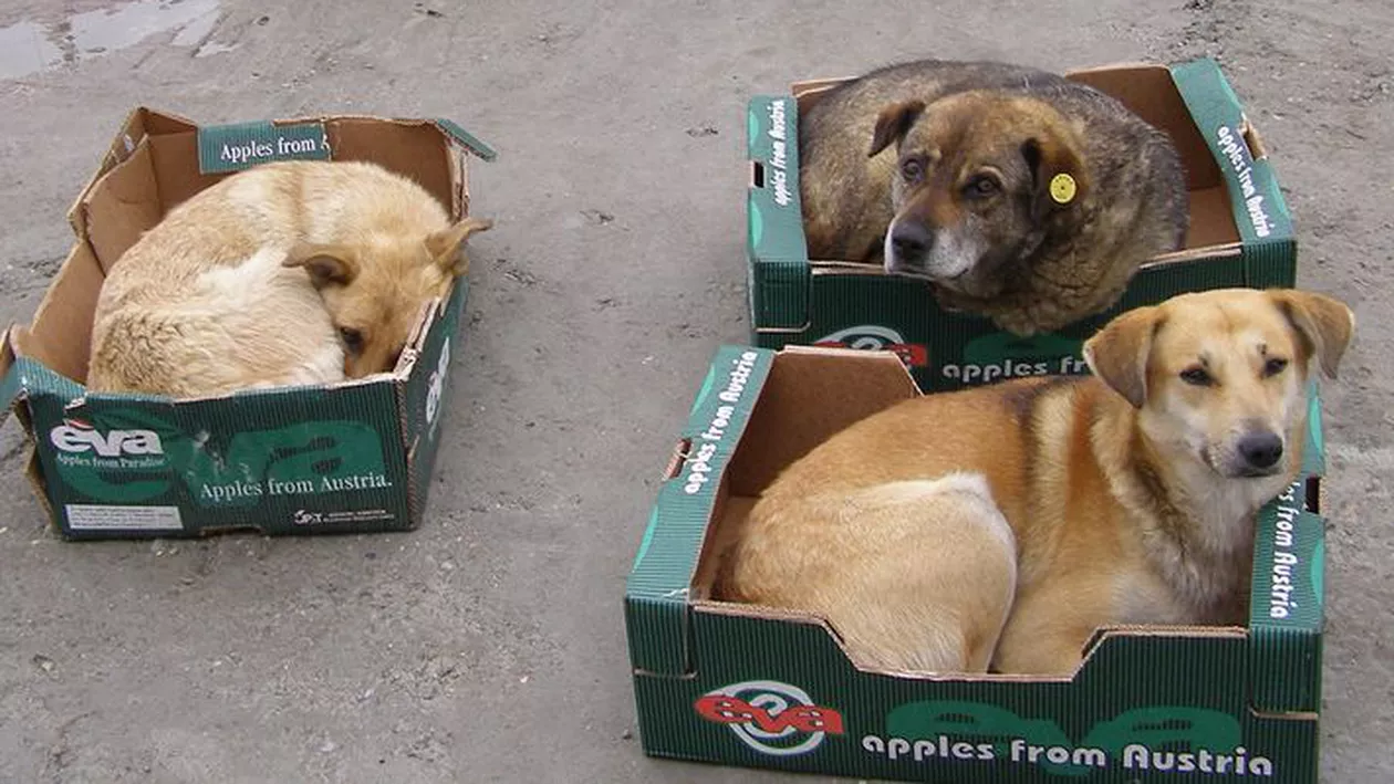 ASPA: 187 de câini au fost eutanasiaţi în Bucureşti începând de miercuri