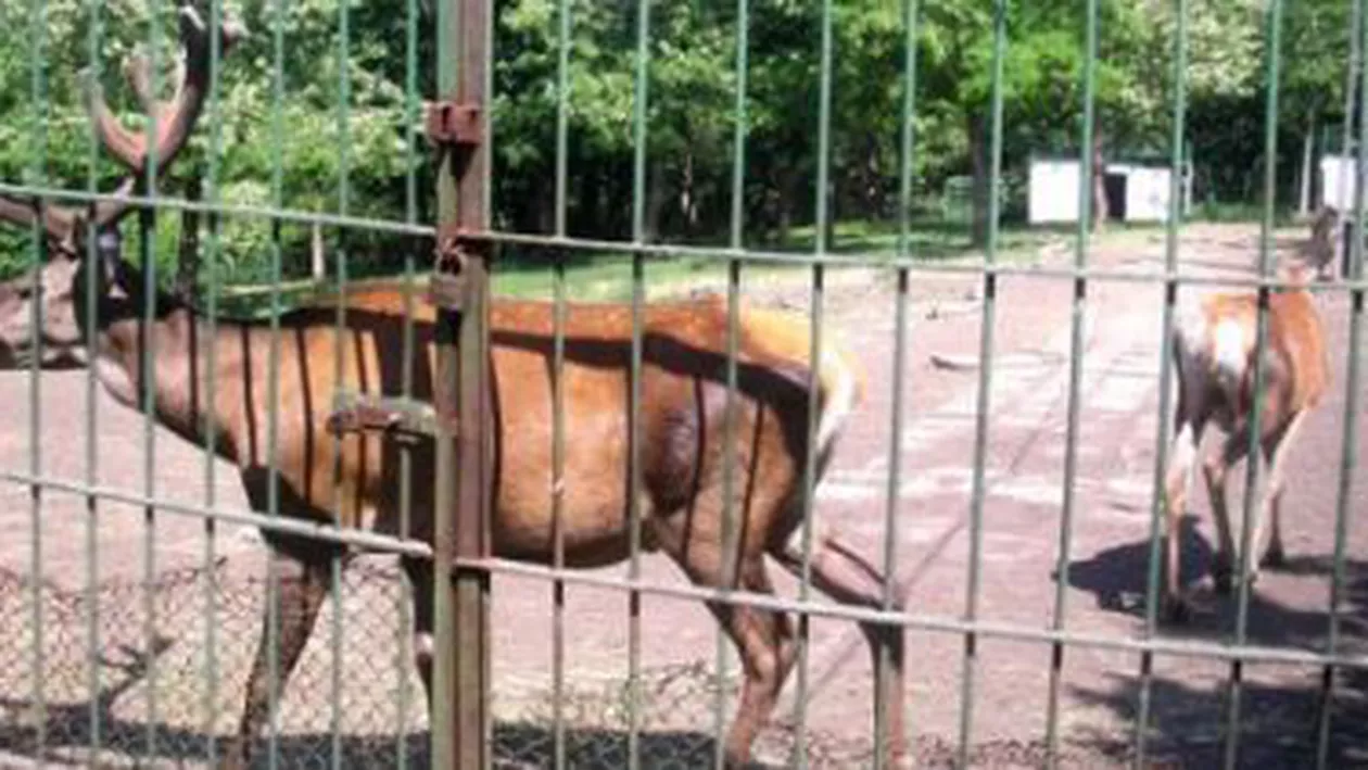 Galați: Un cerb a fost ucis de maidanezii cazați la Grădina Zoologică ”Gârboavele”