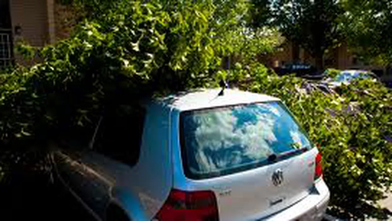 București: Un copac a căzut pe un autoturism parcat, din cauza vântului puternic