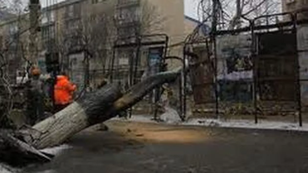 Un copac a fost doborât de vânt în București