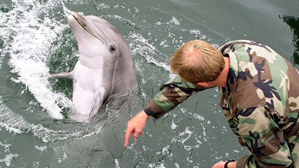 Rusia intenționează să preia delfinii antrenați militar la centrul din Sevastopol