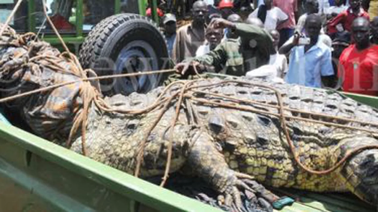 Uganda: Crocodil de o tonă, capturat după ce a ucis și mâncat patru persoane