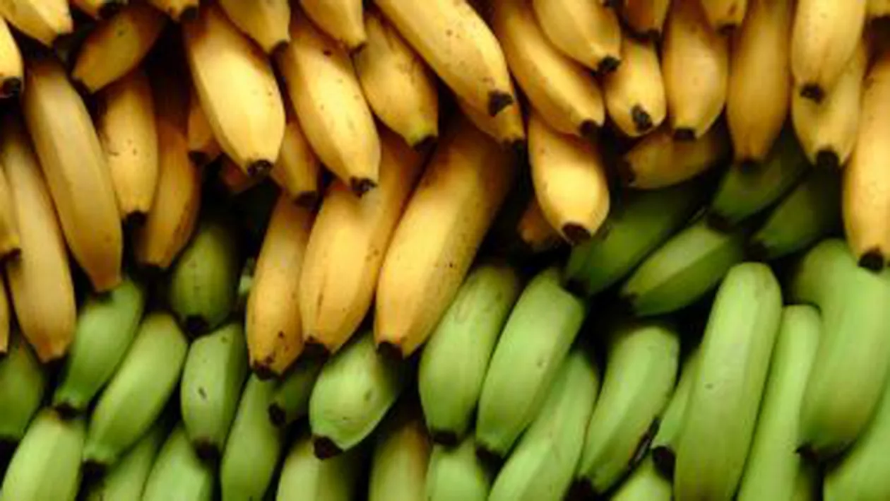 Producția mondială de banane, pusă în pericol de o ciupercă care distruge culturile din Asia