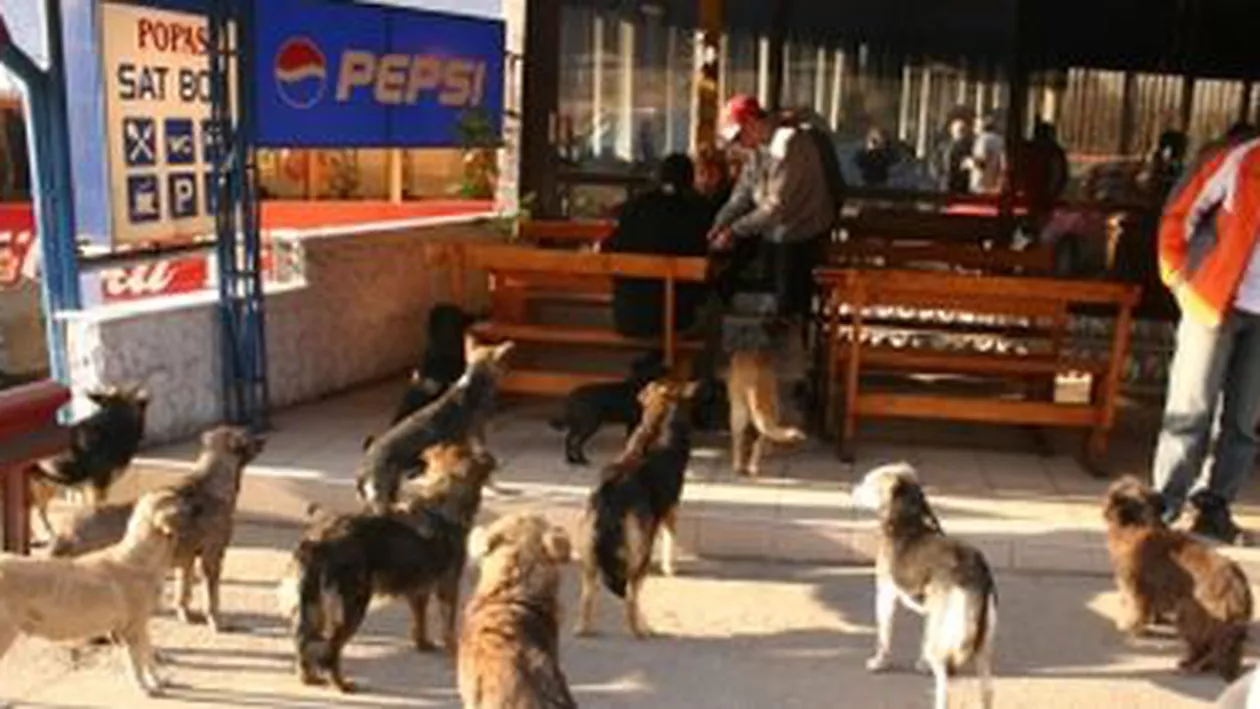 Un medic veterinar a decis să dea în judecată Primăria Focșani după ce fiul său a fost atacat de maidanezi