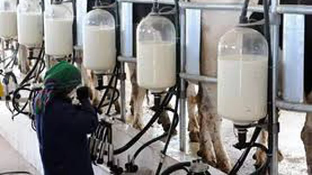 Patronat: Producţia de lapte va creşte cu 15% în acest an, iar preţurile vor scădea cu 10%