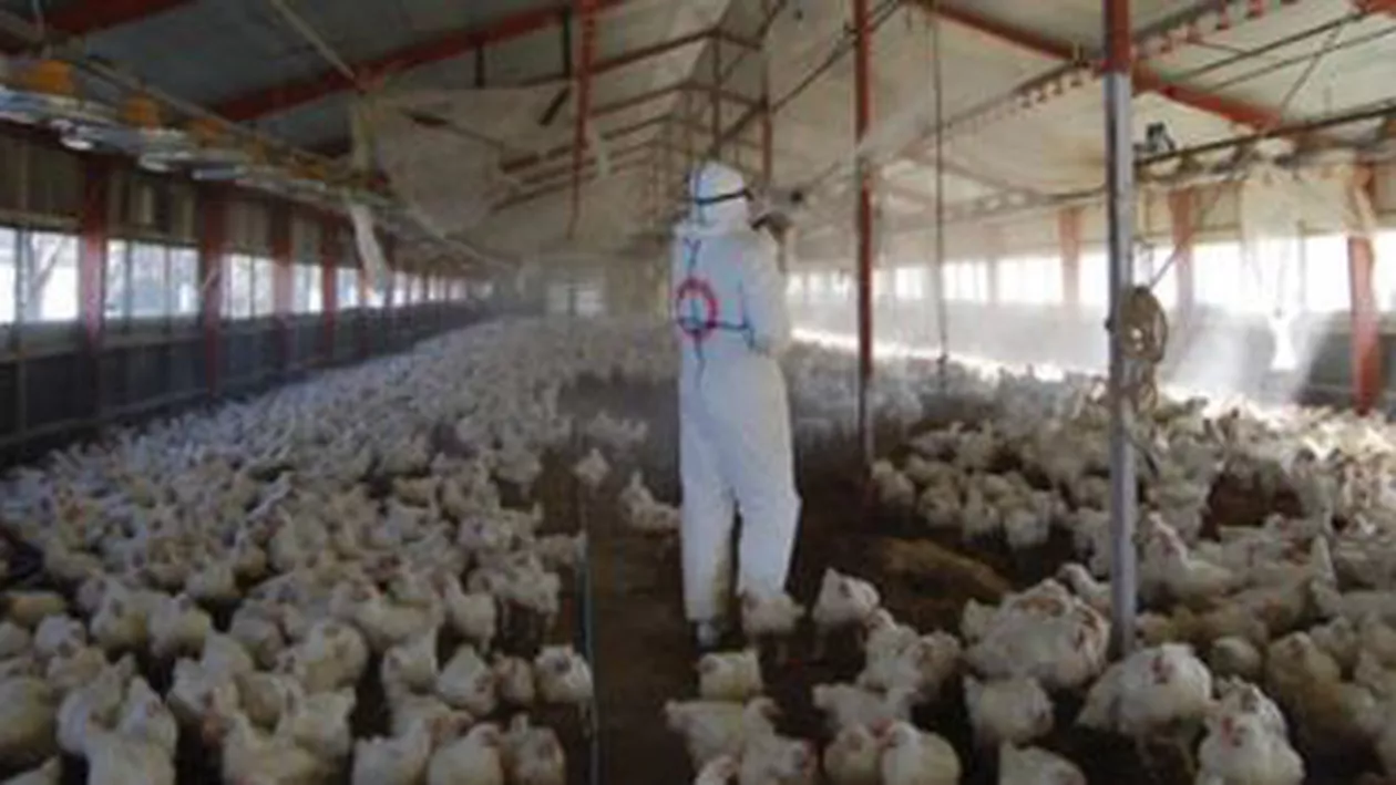 Japonia: Peste 100.000 păsări, sacrificate după o alertă de gripă aviară