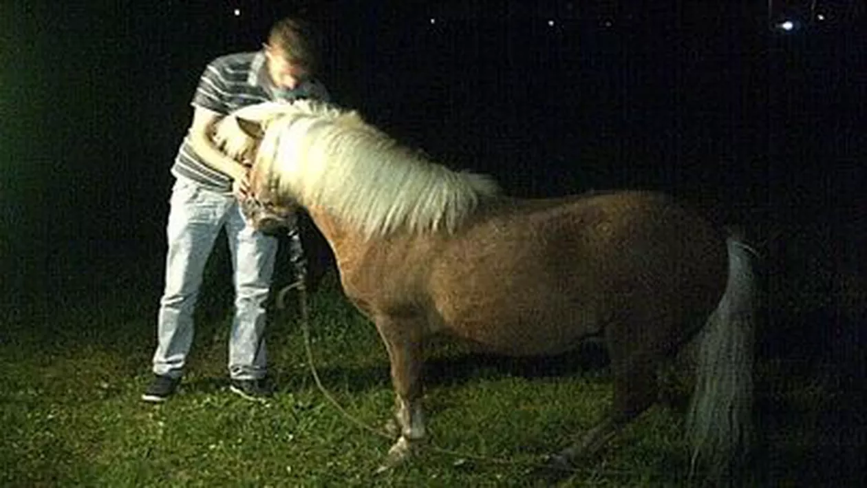 Timișoara: Un şofer a împuşcat un ponei într-o curte, după care a fugit de la faţa locului