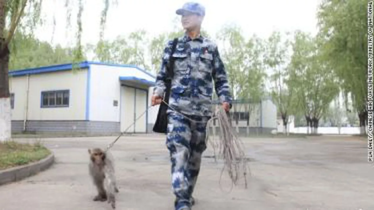 Maimuțele, noua ”armă secretă” a forțelor aeriene chineze