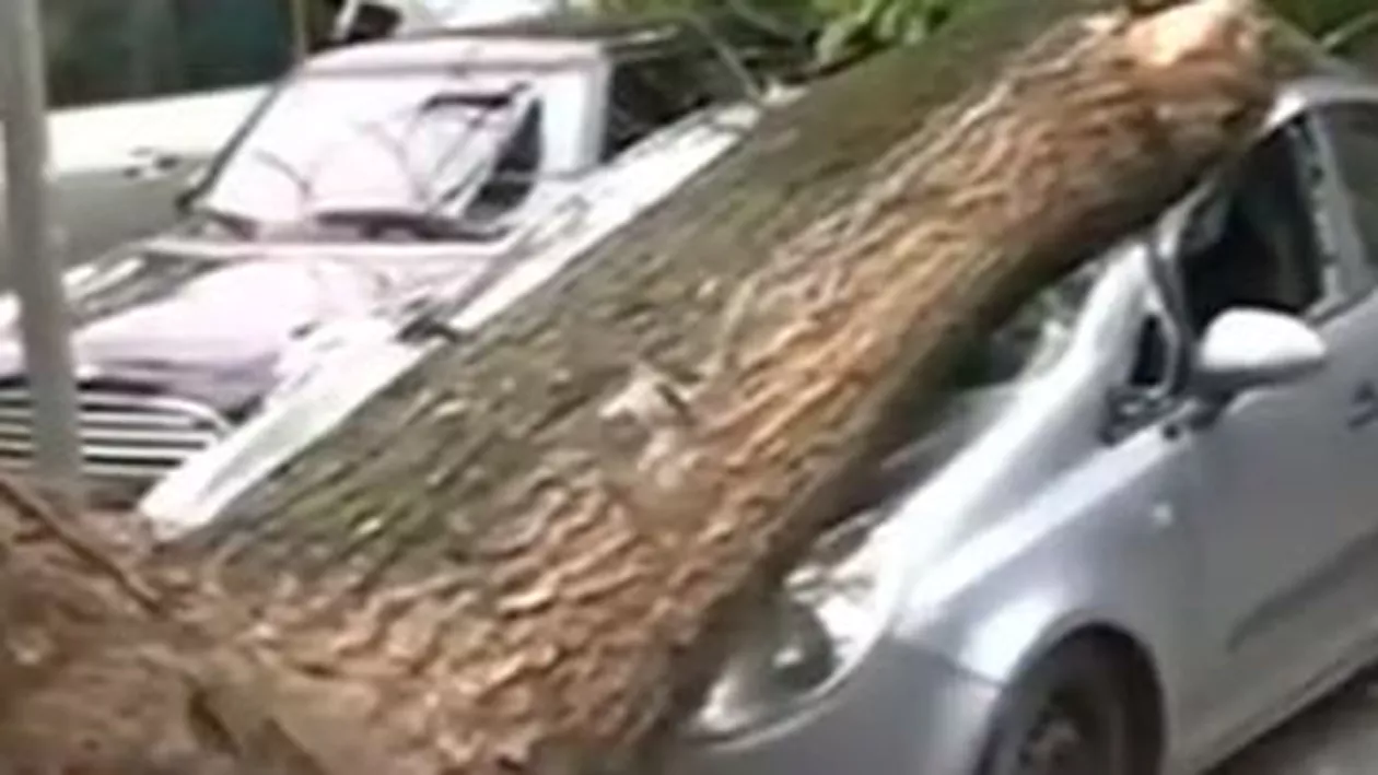 Un copac a căzut în centrul Capitalei, lovind două autoturisme