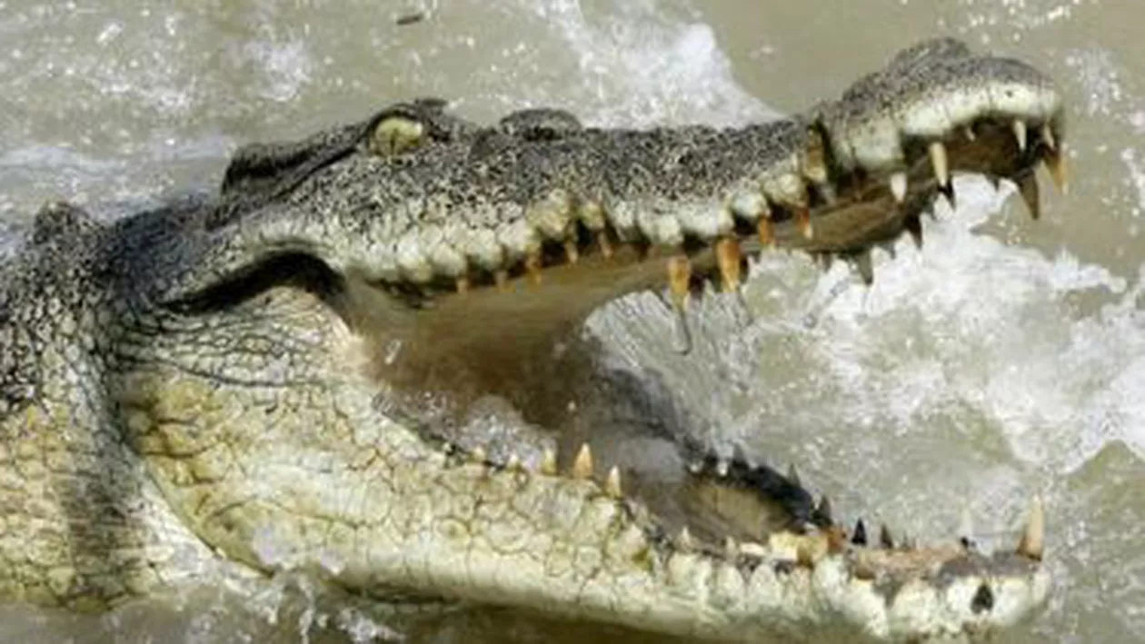 Australia: Rămășițe umane, găsite în stomacul unui crocodil