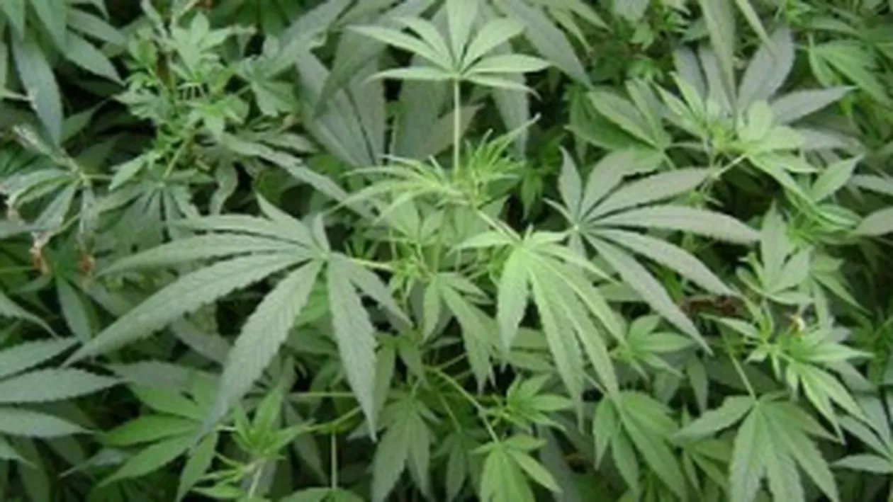 Ialomița: Procurorii DIICOT au găsit o cultură de canabis, arme și muniție deținute ilegal la locuința unui cetățean grec