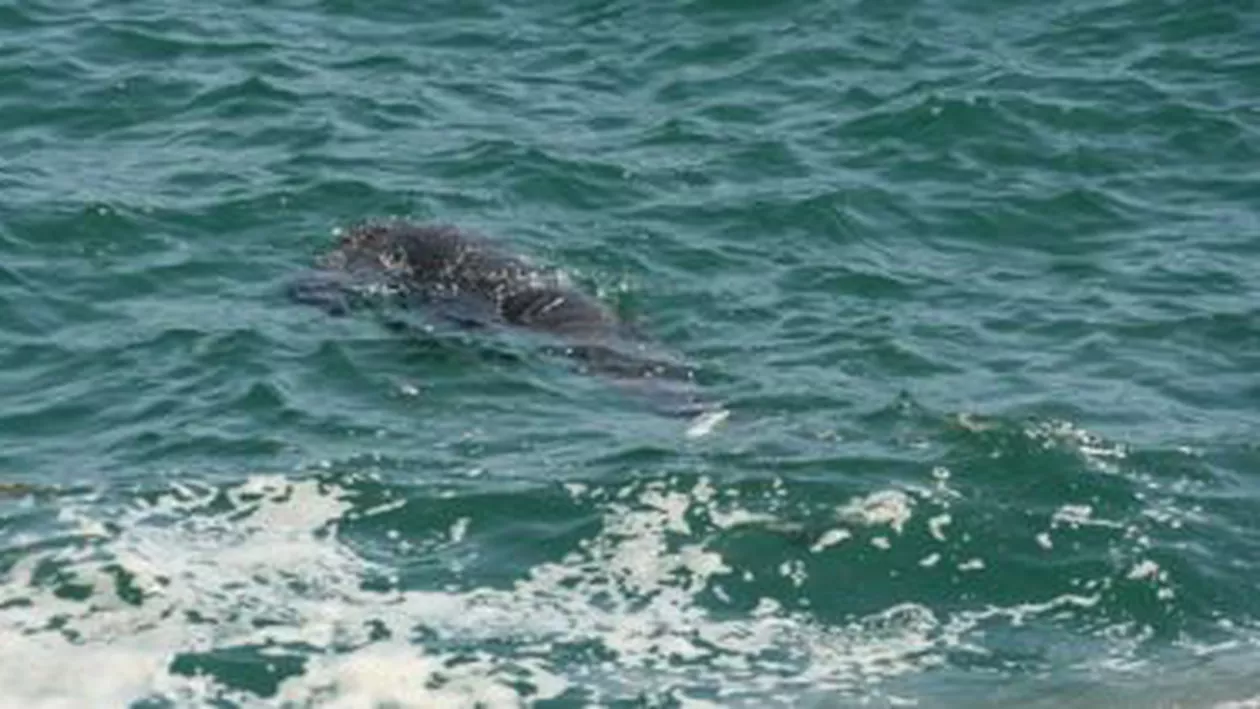 Un ofițer SPP, adjutant al vicepremierului Daniel Constantin, a murit după ce a intrat în mare, la Neptun