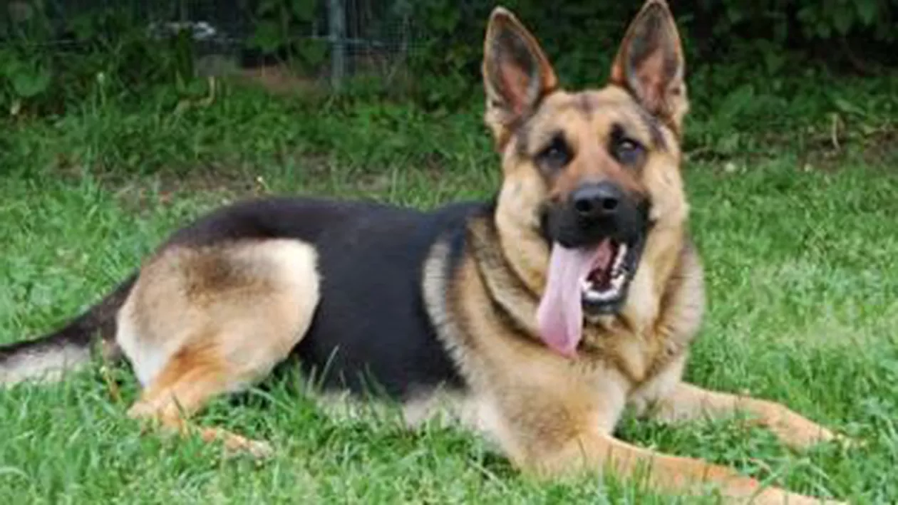 Vaslui: Un copil și mama sa au fost atacați de un ciobănesc german, cei doi fiind operați la spitalul din Bârlad