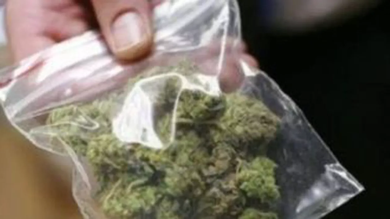 Iași: Procurorii DIICOT au arestat patru persoane și au pus sub control judiciar altele patru într-un dosar de trafic de canabis