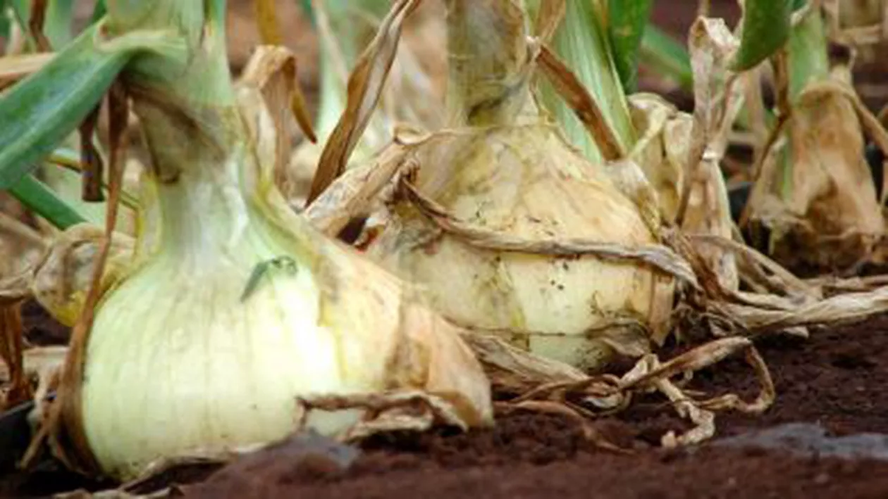 Rușii au ridicat interdicțiile la importurile unor alimente: Laptele fără lactoză și semințele de ceapă, printre aceste produse