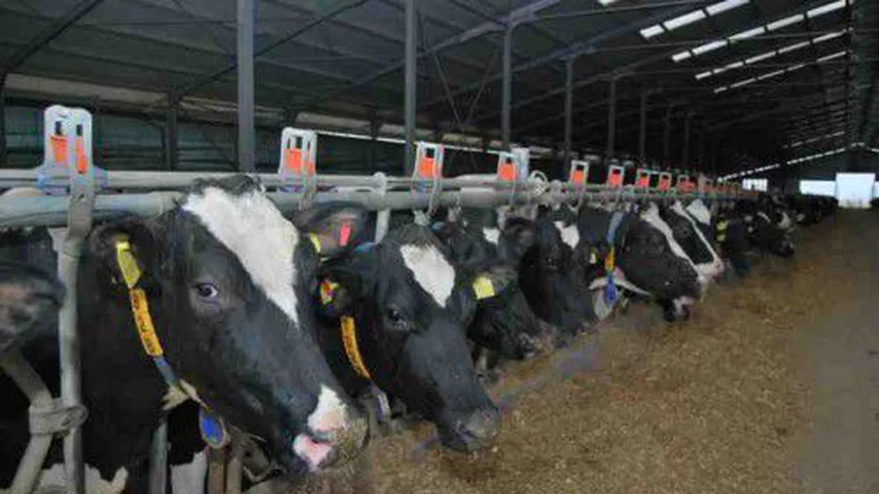 Focare de boala limbii albastre la bovine, identificate în trei localităţi din Buzău