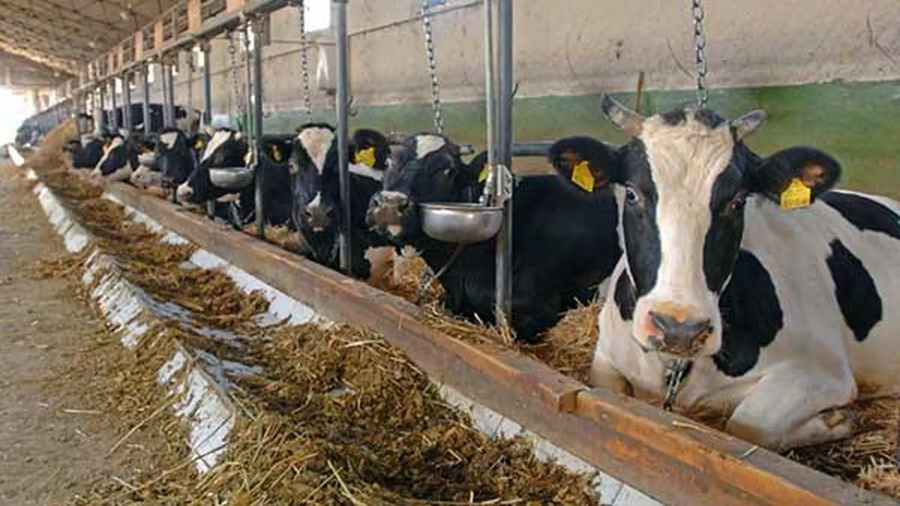 Alertă pentru crescătorii de animale: Boala limbii albastre, confirmată în mai multe localități din Buzău